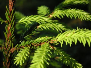 imagetest_spruce A spruce in the sun.